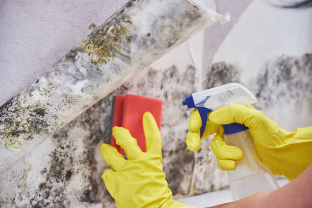 Waynesboro, TN Mold Inspection Company